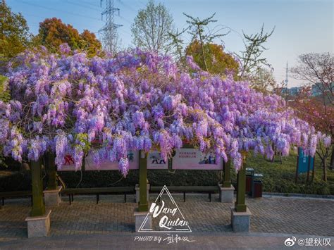 紫藤花風水